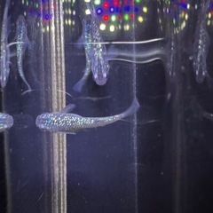 <特価
>💎【サファイヤメダカ】20匹セットの画像