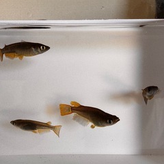 🐠【サタンイエローテール】5匹セット