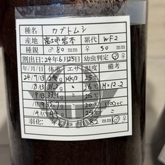 【成虫】カブトムシ オス2匹 特大の画像