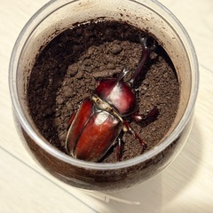 【成虫】カブトムシ オス2匹 特大の画像