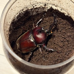 【成虫】カブトムシ オス2匹 特大の画像