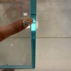 ADA 60cm 60 600 45 45cm 450 ガラス水槽 水槽 ガラスの画像