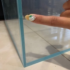 ADA 60cm 60 600 45 45cm 450 ガラス水槽 水槽 ガラスの画像