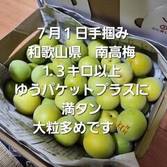 南高梅　和歌山県産　1.３キロ以上