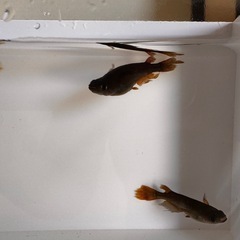 🔥【サタンレッドテール】5匹セット
の画像