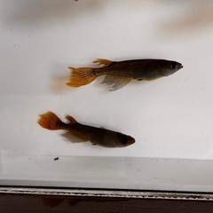 🔥【サタンレッドテール】5匹セット
