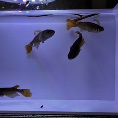 🔥【サタンレッドテール】5匹セット
の画像