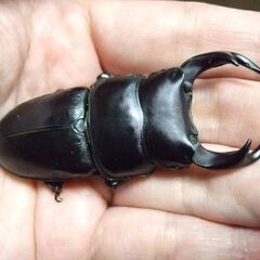 三重県産オオクワガタ F1 ♂68.8ミリ ♀45.3ミリ ペアの画像