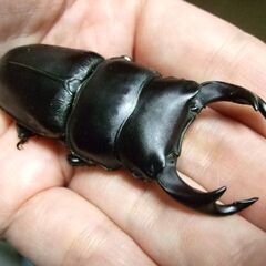 三重県産オオクワガタ F1 ♂68.8ミリ ♀45.3ミリ ペアの画像