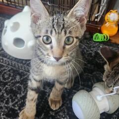 少し恥ずかしがりのココ君