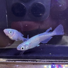 <特価 >🐟【幹之（みゆき）メダカ】14匹セットの画像