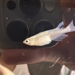 <特価 >🐟【幹之（みゆき）メダカ】14匹セットの画像