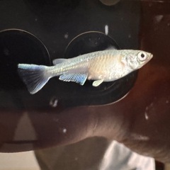 <限定>🐟【幹之（みゆき）メダカ】20匹セット