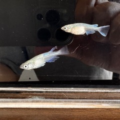 <特価 >🐟【幹之（みゆき）メダカ】14匹セットの画像