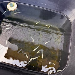 <特価 >🐟【幹之（みゆき）メダカ】14匹セットの画像