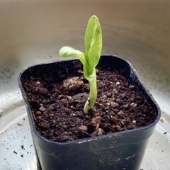 バオバブ苗　巨木の苗　塊根その他苗　観葉植物