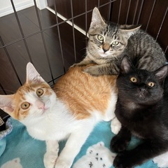 子猫3兄弟♡里親募集中!!栃木県からの募集