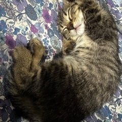 生後7週前後の子猫ちゃん3匹　①くん - 山形市