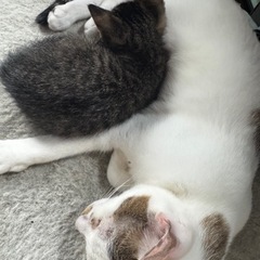 生後7週前後の子猫ちゃん3匹　①くん - 猫