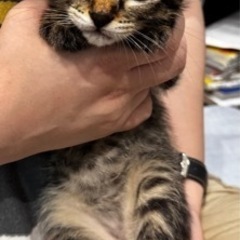 生後7週前後の子猫ちゃん3匹　①くん