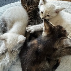 生後7週前後の子猫ちゃん　②ちゃん - 山形市