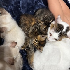 生後7週前後の子猫ちゃん　②ちゃん - 猫