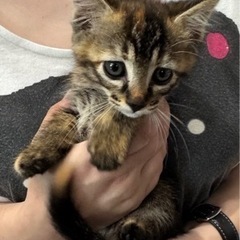 生後7週前後の子猫ちゃん　②ちゃん