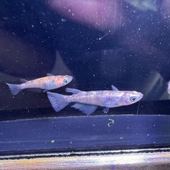 🐟【強墨三色ラメメダカ】5匹