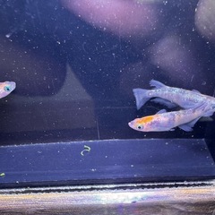 🐟【強墨三色ラメメダカ】5匹の画像