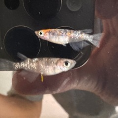 🐟【強墨三色ラメメダカ】5匹の画像