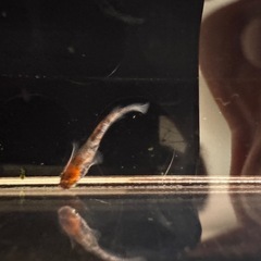 🐟【強墨三色ラメメダカ】5匹の画像