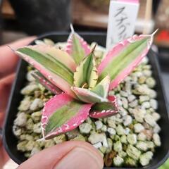 アガベ　チタノタ　スナグルトゥース　1鉢⭕キレイな永久斑入りですの画像