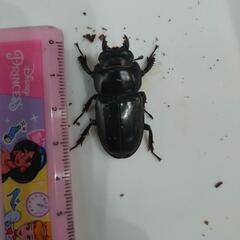 お値下げ！ヒラタクワガタ　オス・メスペアの画像