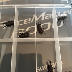 コクワガタ
の画像