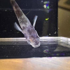 🐟【和墨リアルロングフィン】5匹セットの画像