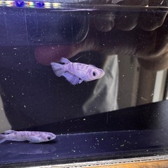 🐟【和墨リアルロングフィン】5匹セットの画像