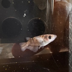 🐟【和墨リアルロングフィン】5匹セットの画像