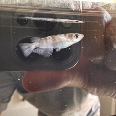 🐟【和墨リアルロングフィン】5匹セット