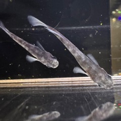🐟【和墨リアルロングフィン】5匹セットの画像