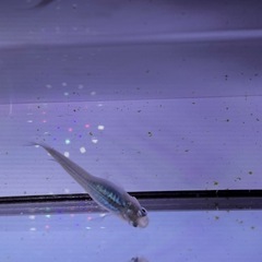 🌊【深海メダカ】5匹セ
の画像