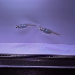 🌊【深海メダカ】5匹セット