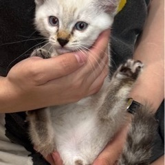生後7週前後の子猫ちゃん　③ちゃん