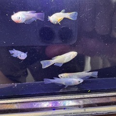 🌻【MIXメダカ(ブラウン、透明)】15匹セットの画像