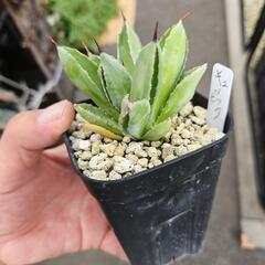 アガベ　キュービック　1鉢⭕ 人気のポタトラム突然変異(モンストローサ)の画像