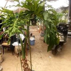 破格値の観葉植物の画像