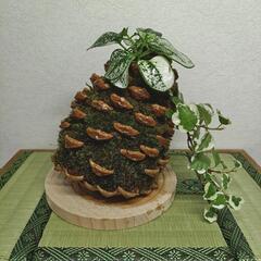 ジメジメ系植物買取ります