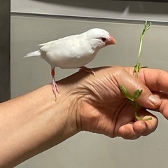 手のり白文鳥（アルビノ）の里親募集