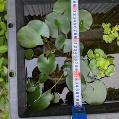 睡蓮　スイレン　メダカ・金魚のビオトープに最適　1株の値段です