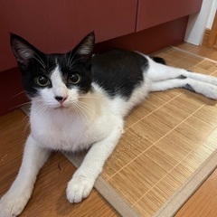 とても穏やかな子です。