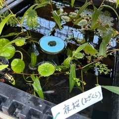 メダカ、水草、ラムズホーン、NVボックスセットの画像